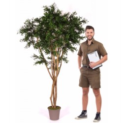 Acacia Artificiale verde, tronco Medium, UVR, in varie altezze