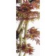 Acero Artificiale Rosso - Tronco Japan h 185 cm