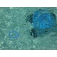 Robot Pulitore ORCA 50 CL per piscine fino a 80 mq